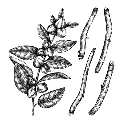 Ashwagandha. Medicinal plant and roots hand-sketched illustration. Adaptogenic herbs drawing isolated on white background. Botanical sketch for traditional medicine, Ayurveda, and cosmetics.  